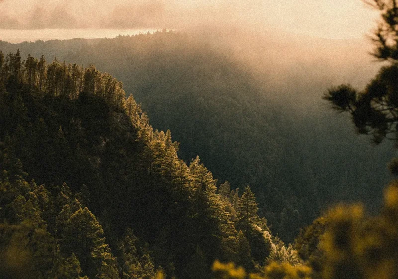 Mountain forest in misty golden sunrise light.
